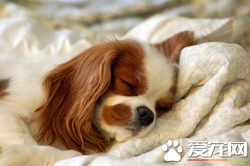 查理士王小獵犬凶不凶 性格溫順而活力十足