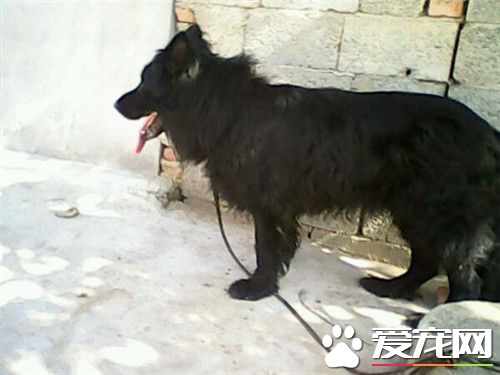 比利時牧羊犬交配期 6到8個月第一次發情