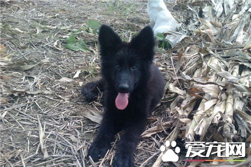 比利時牧羊犬交配期 6到8個月第一次發情