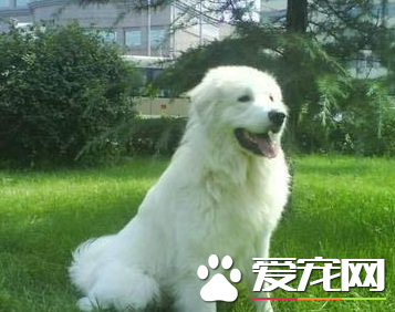 大白熊犬咬主人麼 大白熊犬有喜歡咬人的惡習