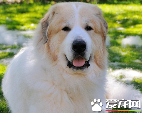 大白熊犬咬主人麼 大白熊犬有喜歡咬人的惡習