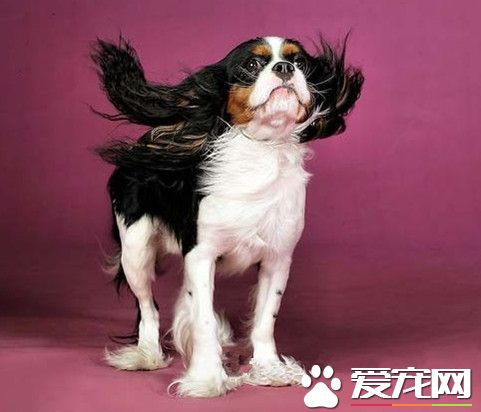 查理士王小獵犬凶不凶 性格溫順而活力十足
