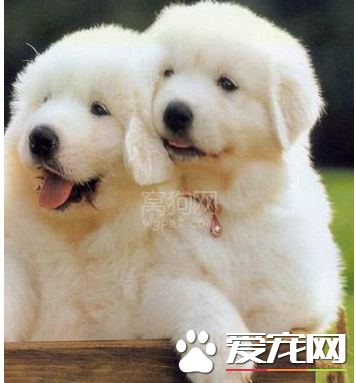 大白熊犬性格怎麼樣 性情溫和耐力好體能強