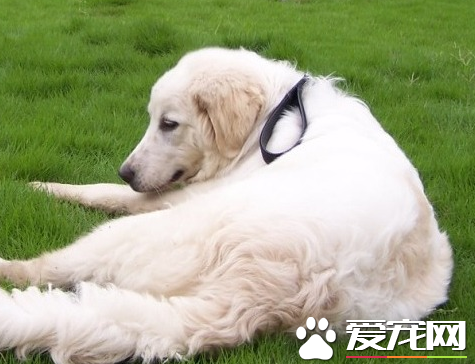 大白熊犬咬主人麼 大白熊犬有喜歡咬人的惡習