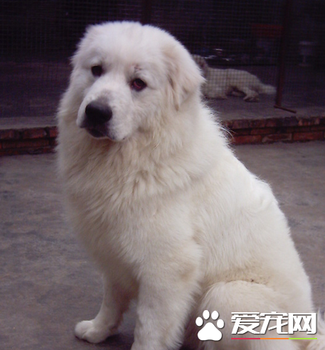大白熊犬凶麼 大白熊犬性格還是比較情溫和的
