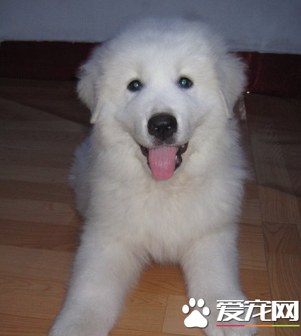 大白熊犬凶麼 大白熊犬性格還是比較情溫和的