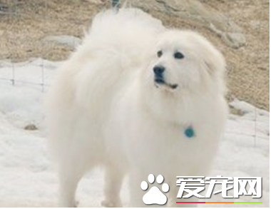 大白熊犬聽不聽話 訓練大白熊犬聽話的方法