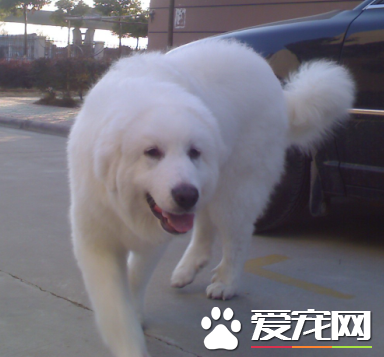 大白熊犬體味大嗎 大白熊的體味不是很重