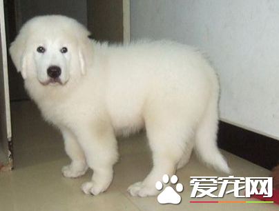 大白熊犬聽不聽話 訓練大白熊犬聽話的方法