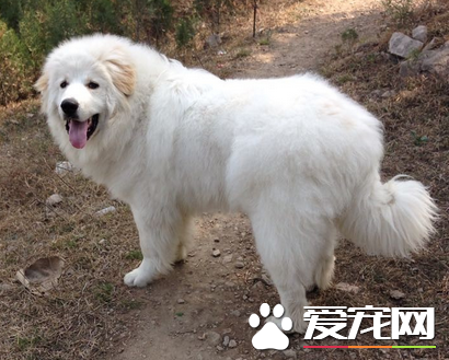 大白熊犬算巨型犬嗎 是一種體型比較大的大型犬