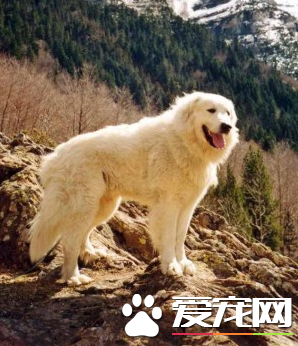 大白熊犬壽命最長 平均壽命一般在12到15歲左右