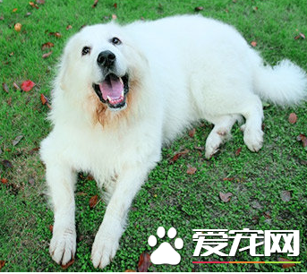 大白熊犬是哪裡的 古羅馬人帶到西班牙的犬種