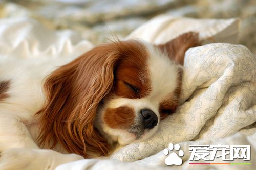 查理士王小獵犬年齡 壽命在9到12歲左右