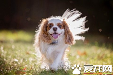 查理士王小獵犬年齡 壽命在9到12歲左右