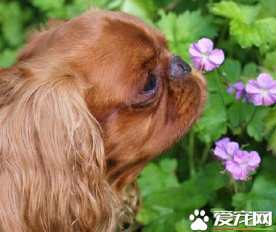 查理士王小獵犬年齡 壽命在9到12歲左右
