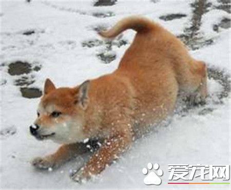 柴犬會掉毛嗎 柴犬會掉毛還是比較嚴重的