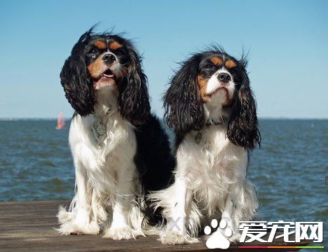 查理士王小獵犬掉毛嘛 查理士王小獵犬掉毛原因
