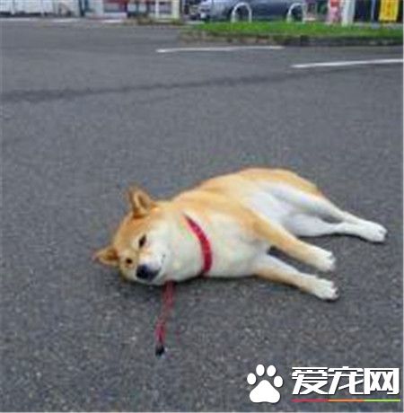 柴犬會掉毛嗎 柴犬會掉毛還是比較嚴重的