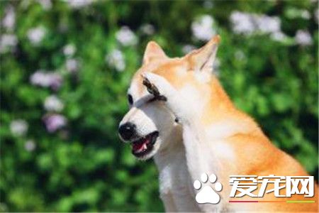柴犬會掉毛嗎 柴犬會掉毛還是比較嚴重的