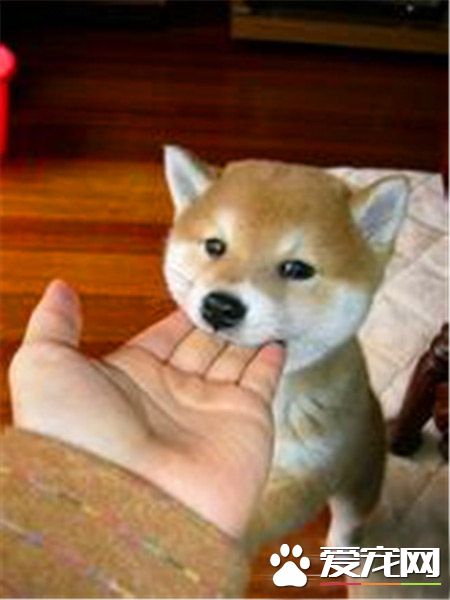 柴犬和秋田犬哪個貴 柴犬1000到10000元不等