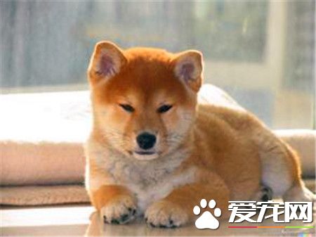 柴犬和秋田犬哪個貴 柴犬1000到10000元不等