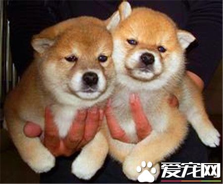 柴犬和秋田犬哪個貴 柴犬1000到10000元不等