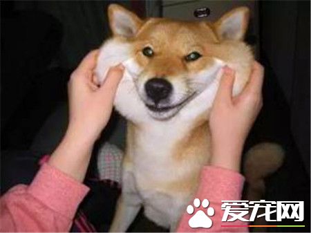 柴犬和秋田犬的智商 日本柴犬的智商