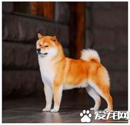 柴犬和秋田哪個好 秋田犬和柴犬哪個更聽話