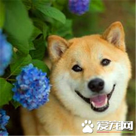 柴犬和秋田哪個好 秋田犬和柴犬哪個更聽話