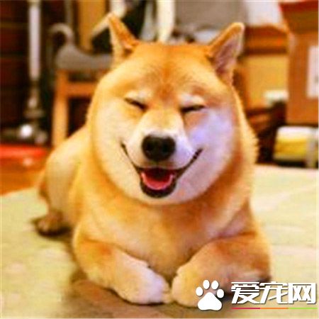 柴犬和秋田哪個好 秋田犬和柴犬哪個更聽話