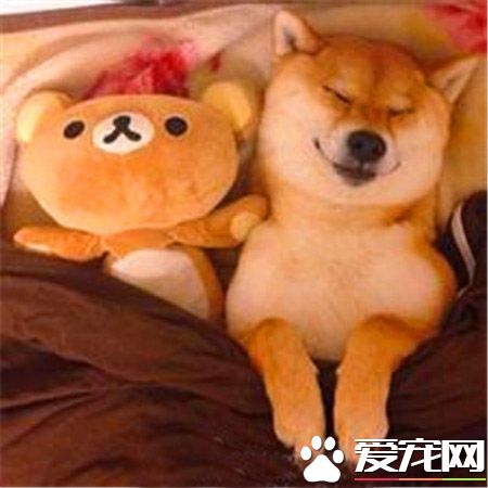 柴犬和金毛那個大 養金毛還是柴犬好