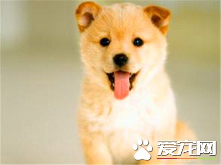 柴犬和金毛那個大 養金毛還是柴犬好