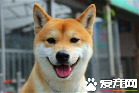 柴犬和金毛那個大 養金毛還是柴犬好
