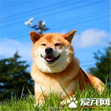 柴犬的調教與飼養方法 對待柴犬要獎懲分明