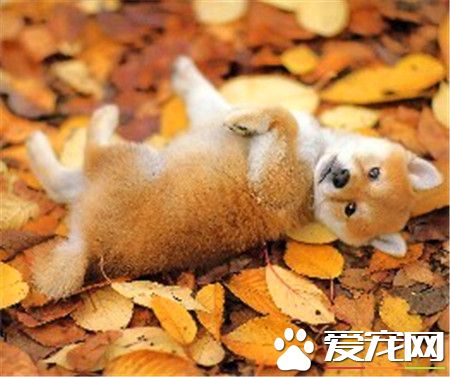 柴犬的毛色特點 柴犬的毛色大致可以分為四種