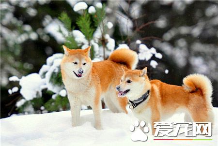 柴犬的調教與飼養方法 對待柴犬要獎懲分明