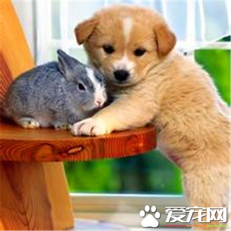 柴犬的毛色特點 柴犬的毛色大致可以分為四種
