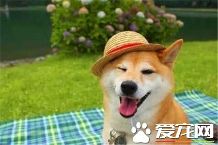 柴犬的調教與飼養方法 對待柴犬要獎懲分明