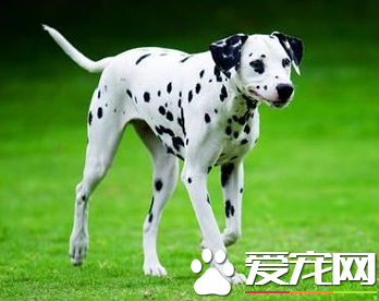 大麥町犬比金毛好養嗎 大麥町犬為何養的人少