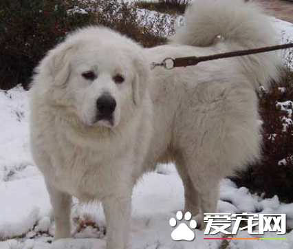 大白熊犬忠誠嗎 大白熊犬對主人忠誠嗎