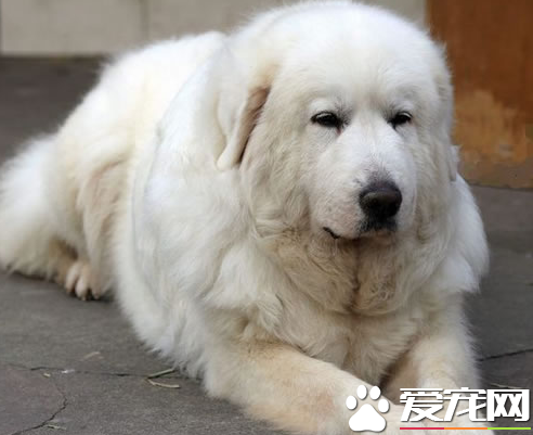 大白熊犬忠誠嗎 大白熊犬對主人忠誠嗎