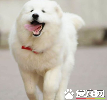 大白熊犬粘人嗎 大白熊犬過分粘人怎麼辦