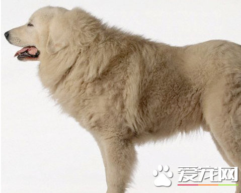 大白熊犬粘人嗎 大白熊犬過分粘人怎麼辦
