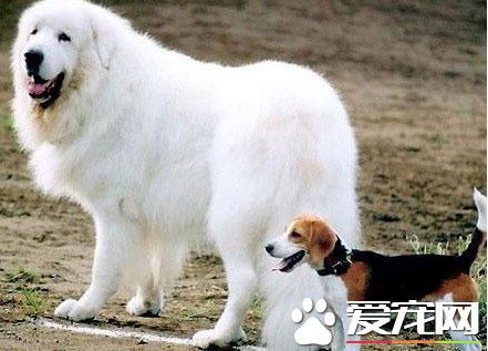 大白熊犬身高 大白熊公犬身高在69到81厘米