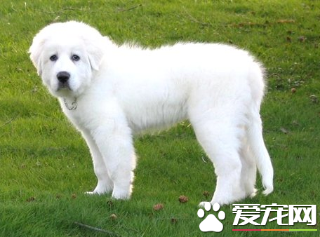 大白熊犬如何辨認 白金毛犬與大白熊犬的區別