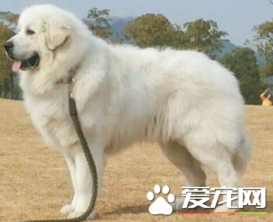 大白熊犬容易養嗎 4個月之前最好只吃狗糧
