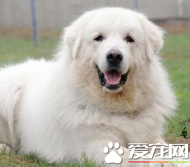 大白熊犬容易養嗎 4個月之前最好只吃狗糧