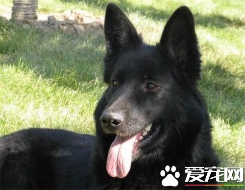 比利時牧羊犬怎麼養 每天應含肉類250到300克