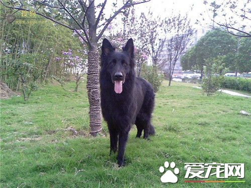 比利時牧羊犬與黑熊犬 黑熊犬頭部短吻部寬