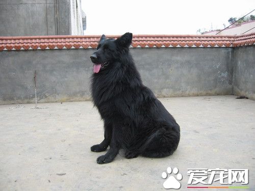 比利時牧羊犬怎麼養 每天應含肉類250到300克